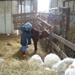 © Ferme pédagogique l'Arche de Noë - Crozet