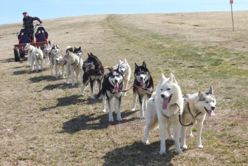 Chiens de Traîneau balade et découverte  - Taïga Aventure