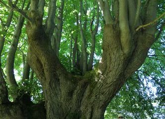 © Tilleul labellisé arbre remarquable de France - Ferme Le soleil des p’tits bleus