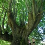 © Tilleul labellisé arbre remarquable de France - Ferme Le soleil des p’tits bleus