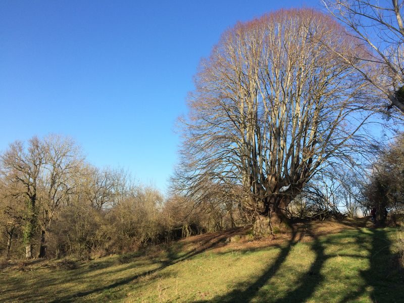 © Tilleul remarquable dans son environnement en hiver - Ferme Le soleil des p’tits bleus