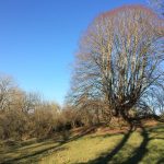 © Tilleul remarquable dans son environnement en hiver - Ferme Le soleil des p’tits bleus