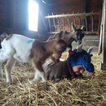 La Ferme de Montmarzy - Ferme pédagogique