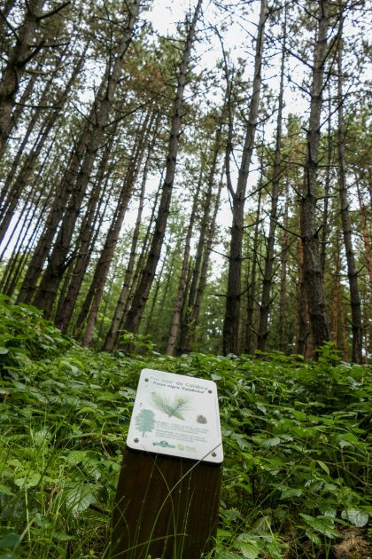 © Arboretum Bois des Brosses - Hélène Viennet