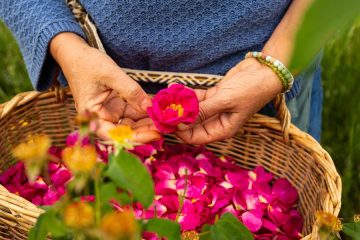 © Ouma Le Chemin des Plantes et produits en laine d'alpaga - danielsax.de