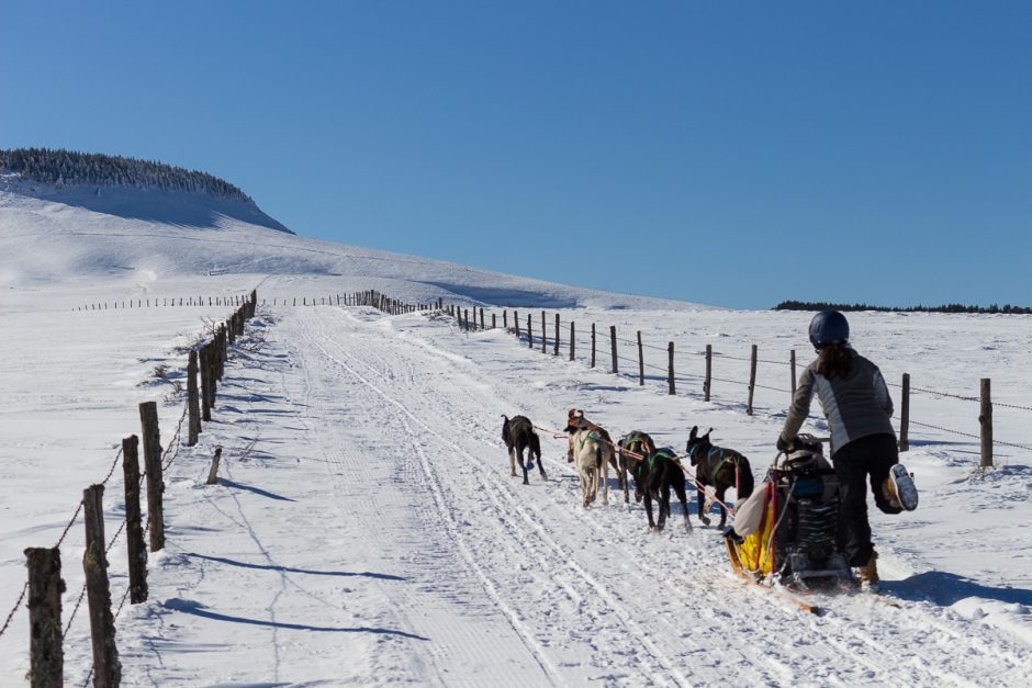 © Balade en chiens de traîneau à Bromont-Lamothe - ESD