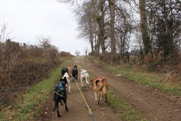 © Balade en chiens de traineau à Bromont-Lamothe - Mélanie Mista/OTC