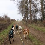 © Balade en chiens de traineau à Bromont-Lamothe - Mélanie Mista/OTC