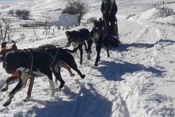 © Balade en chiens de traîneau à Bromont-Lamothe - Faucher Juliette