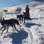 © Balade en chiens de traîneau à Bromont-Lamothe - Faucher Juliette