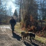 © Cani-trottinette à Bromont-Lamothe - Enola Sled Dogs