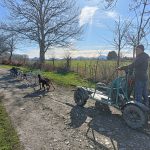 © Balade en chiens de traineaux à Bromont-Lamothe - JF