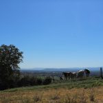 © La vigne du puy de Loule_Beauregard-Vendon - OT Combrailles