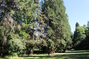 © Arboretum du parc thermal - OT Combrailles