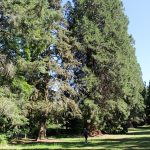 © Arboretum du parc thermal - OT Combrailles