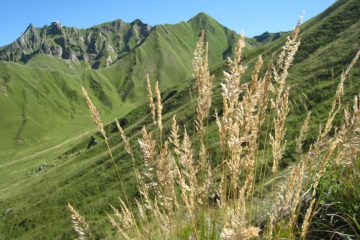 © Réserve naturelle de Chastreix Sancy - DR Office de tourisme du Sancy