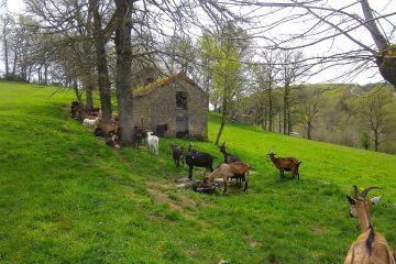 © Élevage de chèvres du Crest - Pirard
