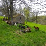 © Élevage de chèvres du Crest - Pirard
