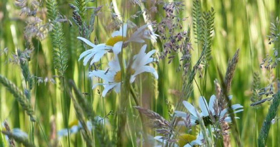 © Le Chant des Herbes Folles - Guillot