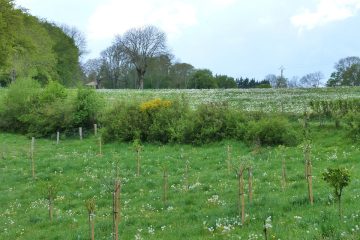 © Le Chant des Herbes Folles - Guillot